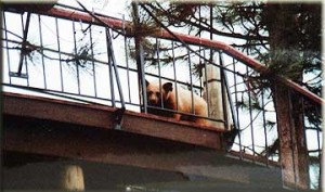 bear spray