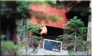 bear spray