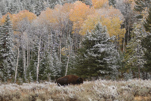 bear spray for bison