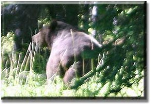 bear spray