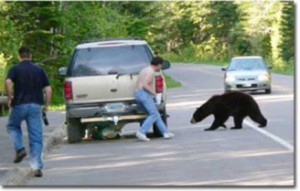 bear repellent