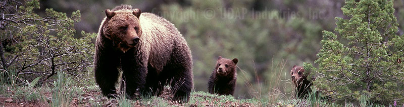 grizzly bear attacks