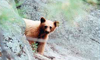 bear spray