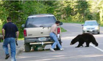 bear spray